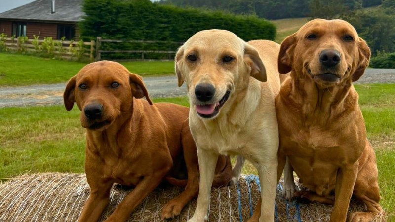 The Lower Fishpool Dogs